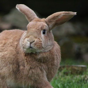 Meet your Posher, Easter